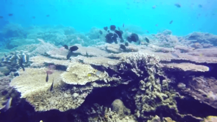 Taman Laut Bunaken: Keajaiban Bawah Laut